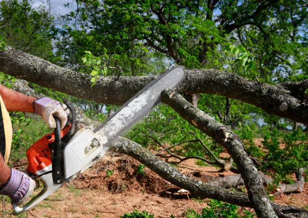 Professional Tree Removal in Lechee, AZ